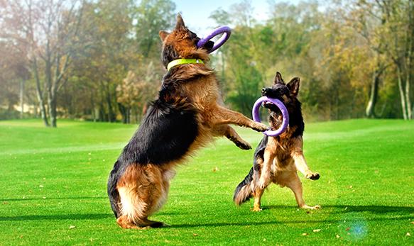 פולר טבעות משחק ואימון לכלבים סטנדרט - גדול