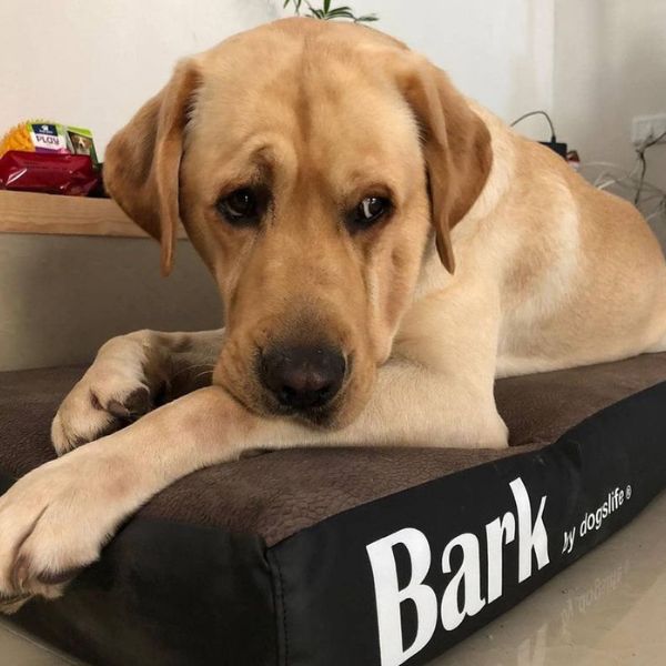 Bark בארק מזרן אורטופדי גדול לכלבים - 120X80