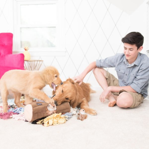 זיפי פוז מחילת עץ סנאיים