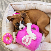 זיפי פוז - קפה ודונטס