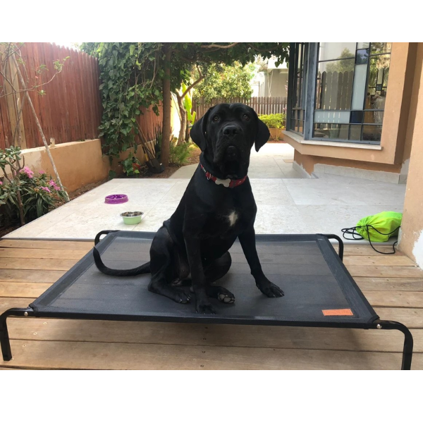 מיטה מוגבהת dogslife טרמפולינה - שחור