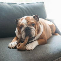 בנבון טבעת בייקון צעצוע לעיסה לכלבים - בינוני