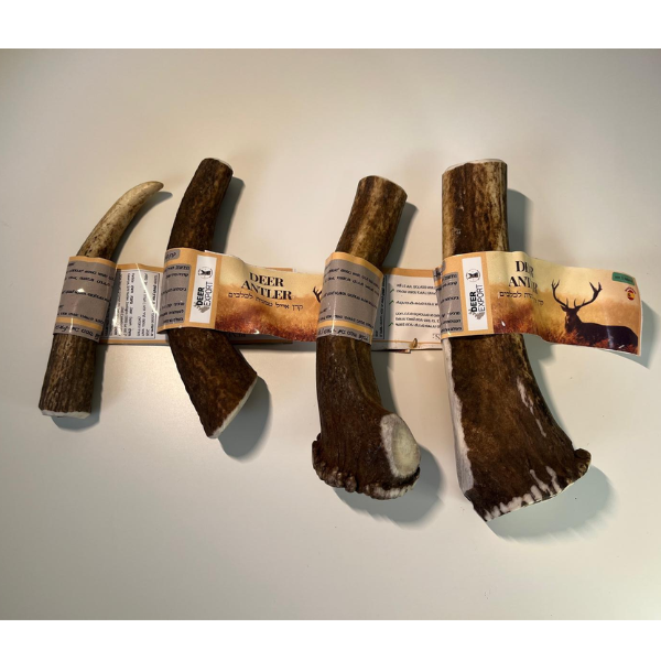 קרן אייל אדום שלמה 100% טבעי - XL