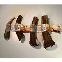 קרן אייל אדום שלמה 100% טבעי - XL