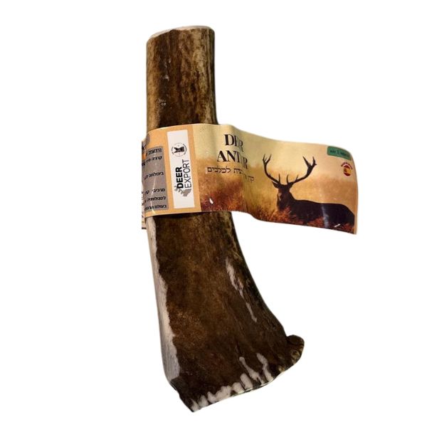 קרן אייל אדום שלמה 100% טבעי - XL