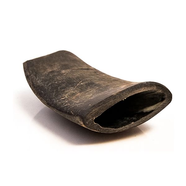 קרן באפולו חתוכה גדולה 100% טבעית - 1 יח'